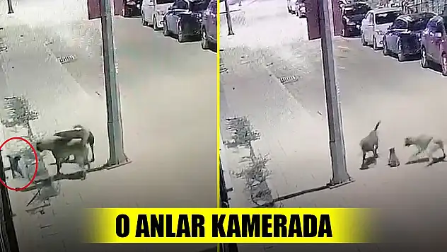 Başıboş köpekler dehşet saçtı! İkisi bir olup...