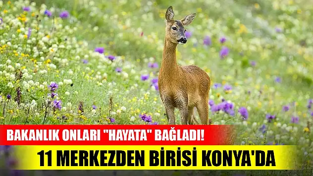 Bakanlık onları 'hayata' bağladı! 11 merkezden birisi Konya'da
