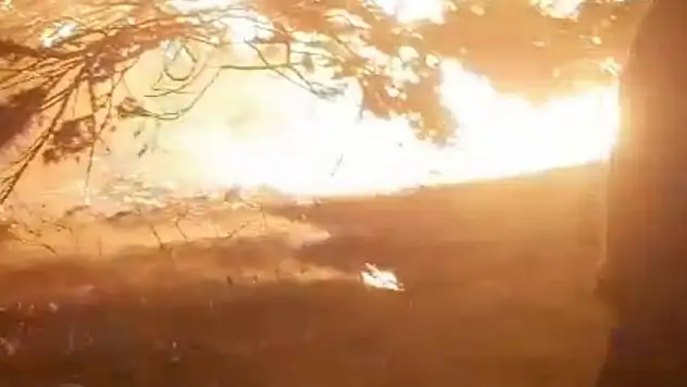 Alev alev yanan asırlık çam ağacı paniğe neden oldu