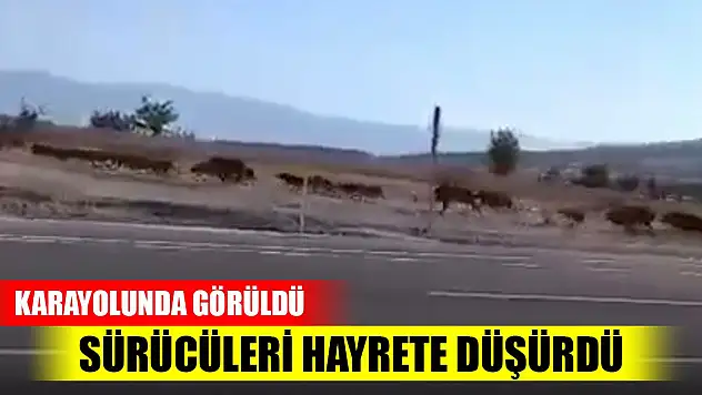 Karayolunda görülen domuz sürüsü sürücüleri hayrete düşürdü