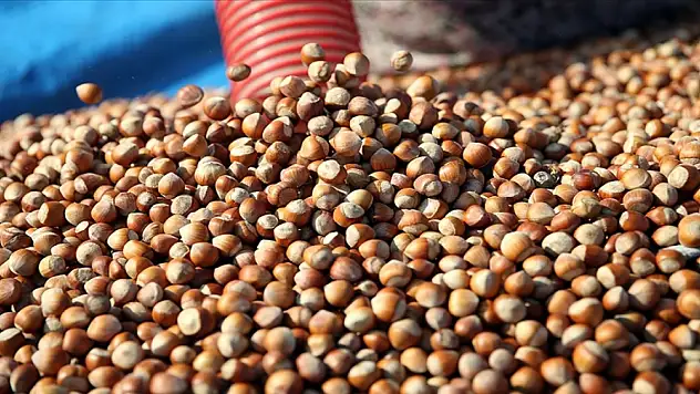 FİSKOBİRLİK fındık alımlarına başladı