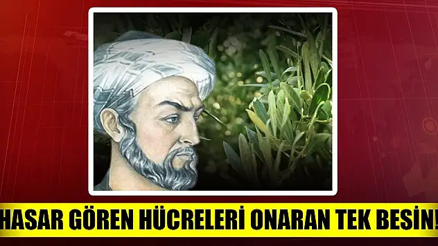 Zeytinin bilinmeyen faydaları, asırlar önce kitabında bahsetmiş!