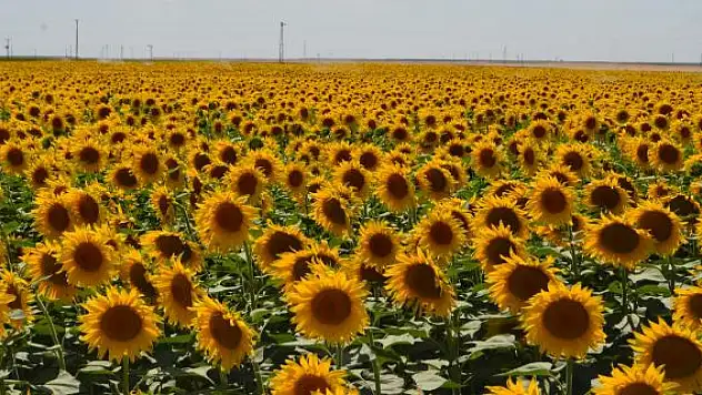 Konya'ya komşu ilde ayçiçek hasadı başladı