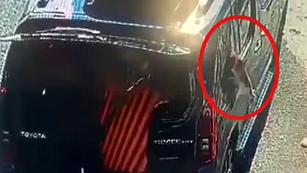 Kısırlaştırılmaya götürülen kedi, aracın camını başıyla kırıp kaçtı