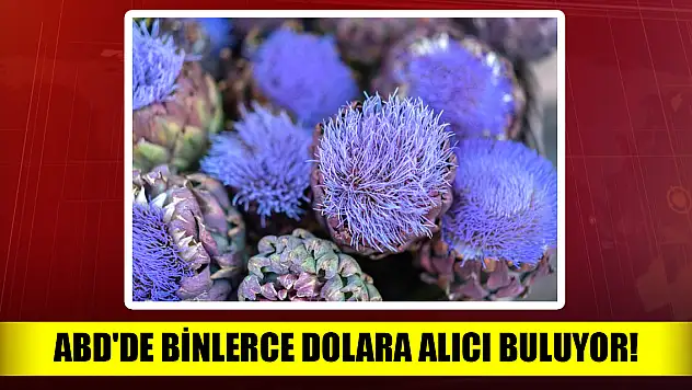 Avrupa ve ABD'de binlerce dolara alıcı buluyor!