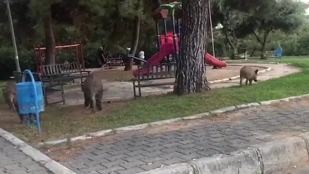 Çocuk parkını domuzlar bastı!