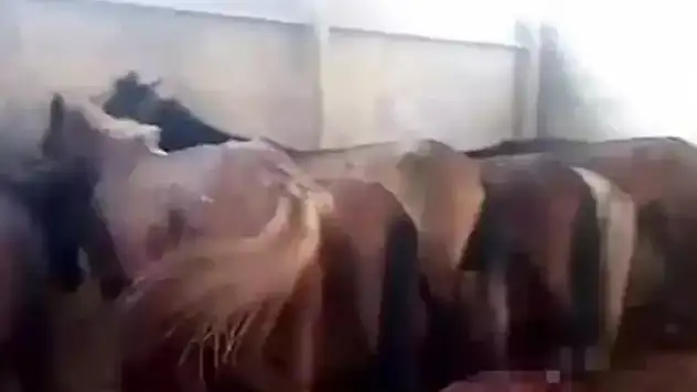 At ve eşek kesimine 1 tutuklama