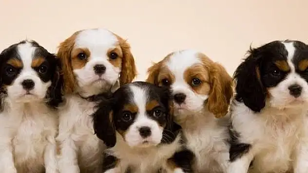 İngiliz köpeği Cavalier King Charles Spaniel hakkında bilnmesi gereken özellikler
