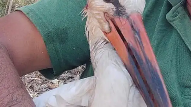 Konya Hüyük'te yaralı halde bulunan leylek tedaviye alındı