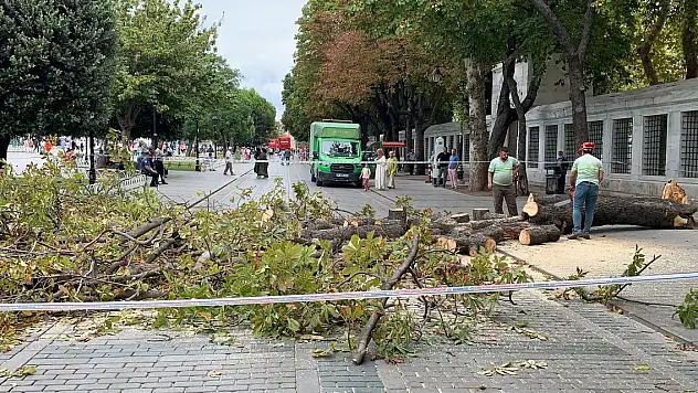 Devrilen ağaçtan son anda kurtuldular!