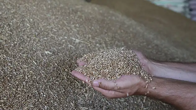 TMO 2025 yılı hububat alım fiyatlarını açıkladı