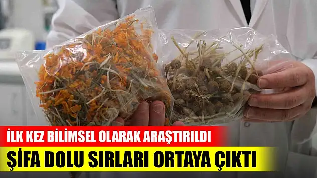 İlk kez bilimsel olarak araştırıldı, şifa dolu sırları ortaya çıktı