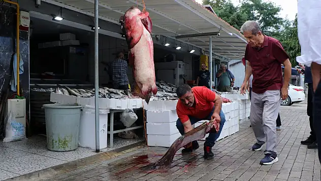 Samsun'da ağa takılan 2,5 metrelik yayın balığının kilogram fiyatı belli oldu