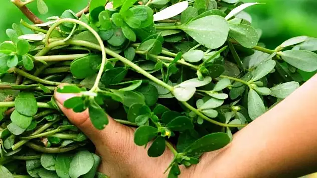 Semizotu deyip geçme, duyunca çok şaşıracaksınız!