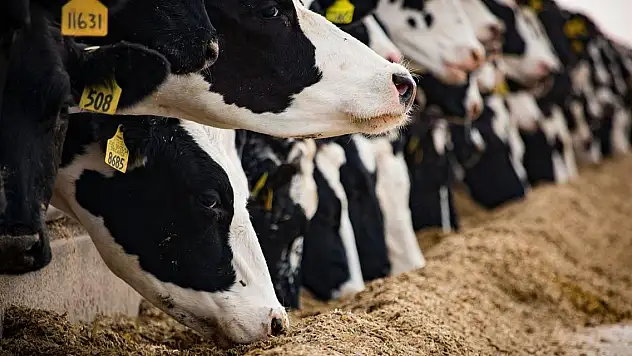 Et ve Süt Kurumu'ndan 'Üreticilerin ceza ödediği' iddialarına açıklama