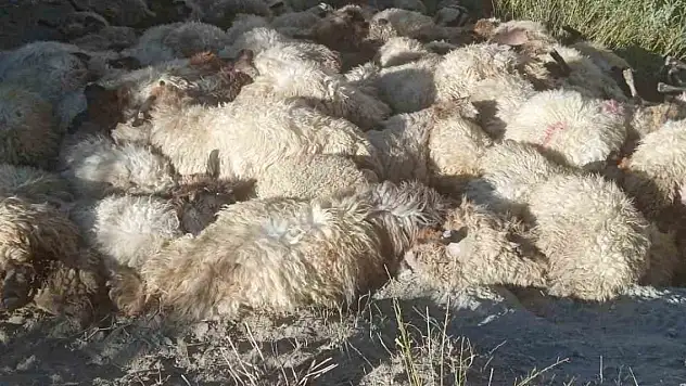 Kurtların saldırdığı 300 koyun birbirini ezerek telef oldu