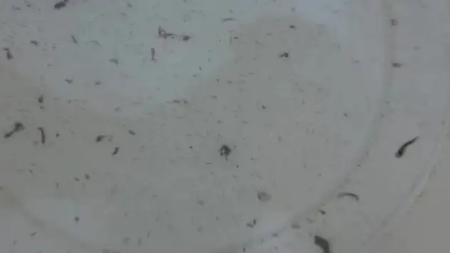 Musluklardan kurtçuk aktı