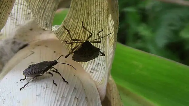 Köyü kahverengi kokarca böeceği istila etti