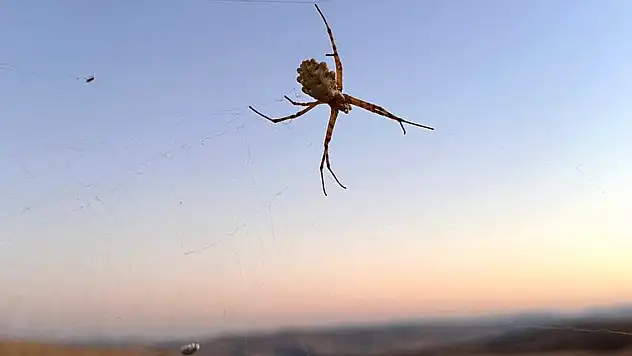 Dünyanın en zehirli örümceklerinden biri o ilde görüldü