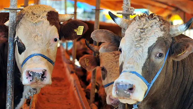 Türkiye'nin hayvan varlığı, 30 yılda büyük artış