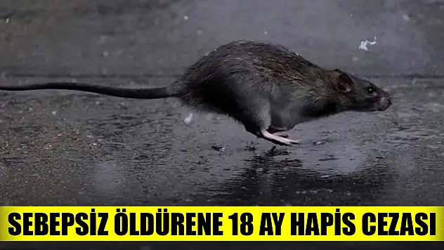 Fareyi sebepsiz öldürene 18 ay hapis cezası