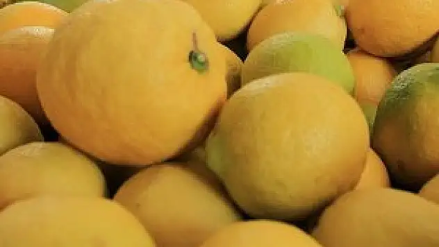 'Zam şampiyonu' limonda erken hasat