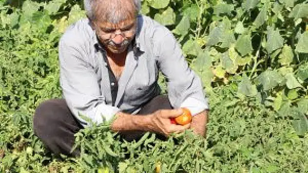 Karatay hobi bahçelerinde  hasat bereketi