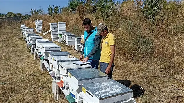 Beyşehir'de arılı kovan sayımları sürüyor