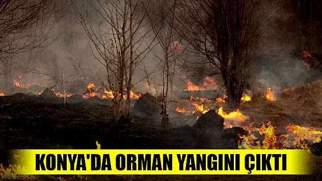 Son Dakika! Konya'da orman yangını çıktı
