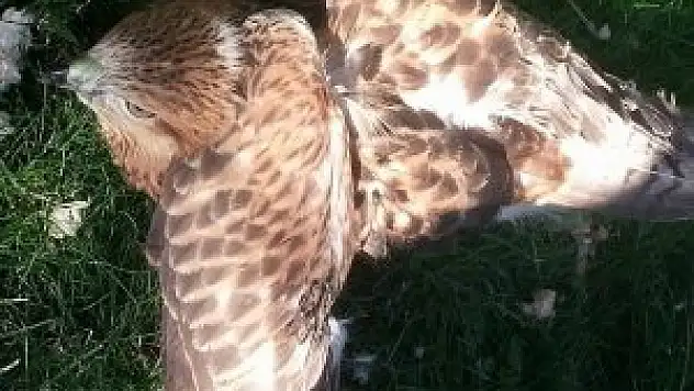 Yaralı şahine şefkat eli