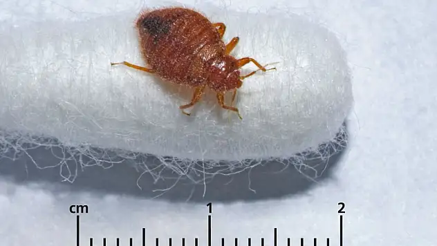 Paris'i tahtakuruları bastı!