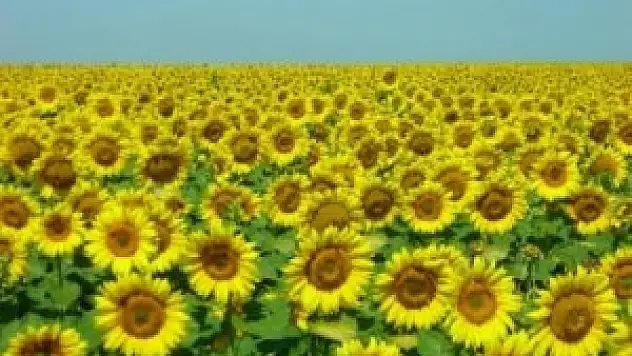 Edirne Ticaret Borsası'nda günün fiyatları