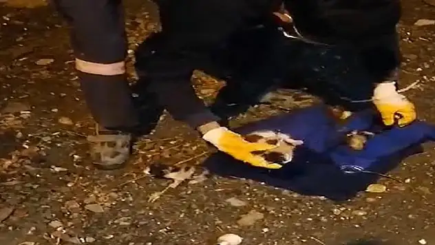 Çöpe atılmışlardı, temizlik personelinin dikkati sayesinde kurtuldular