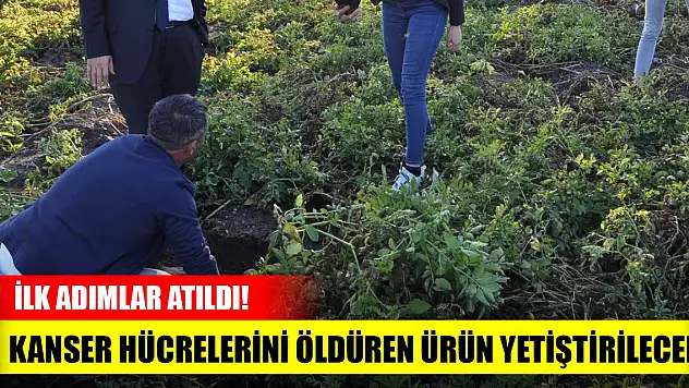 İlk adımlar atıldı! Kanser hücrelerini öldüren ürün yetiştirilecek