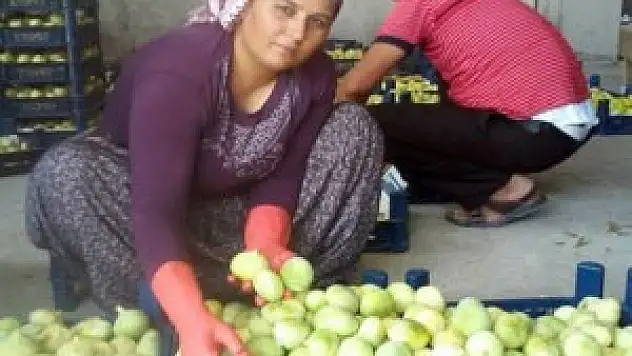 İncir üreticinin yüzünü güldürdü