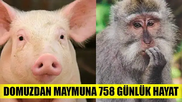 Domuzdan maymuna 758 günlük hayat