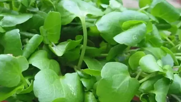 En sağlıklı sebze listesinin başını çekiyor! Tembel bağırsakları arı gibi çalıştırıyor