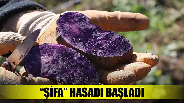 Mor şifa hasadı başladı
