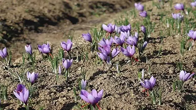 Kilosu 250 bin TL'den satılacak! 3 bin 500 yıllık 'iksir'i kuraklık vurdu