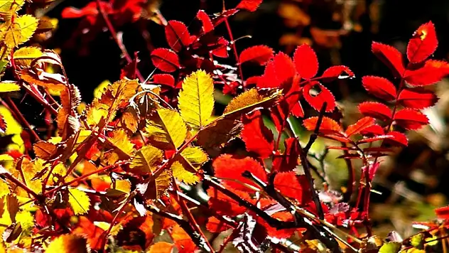 Sarıkamış'a sonbahar renkleri hakim oldu