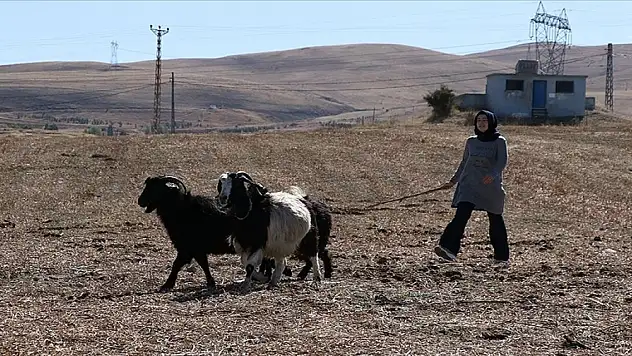 Şehirden köyüne dönen kadın mühendis bakın ne iş yapmaya başladı