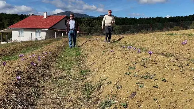 Doktorluğu bırakıp çiftçiliğe başladı! Kilosu 250 bin lirayı buluyor... Dünyanın en pahalısı...