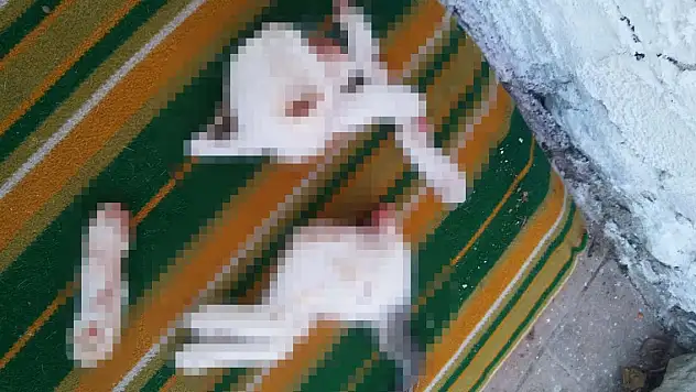 2 yavru kediyi keserek öldüren şüpheli: Kasaplık yaptığımız için işi profesyonelce halletim