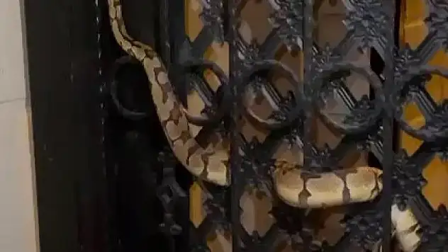 Konya'nın komşu şehrinde piton apartmana girdi