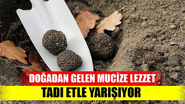 Doğadan gelen mucize lezzet! Tadı etle yarışıyor
