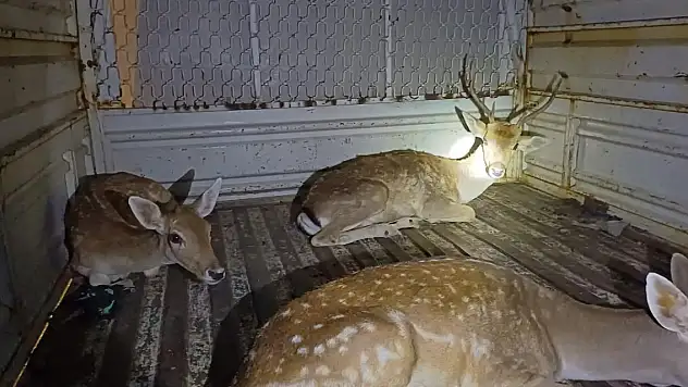 Dört alageyiği kaçırıyorlardı! Böyle yakalandılar
