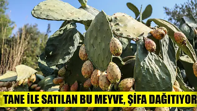 Tane ile satılan bu meyve, şifa dağıtıyor!