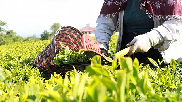 Üreticilere 1 milyar 763 milyon liralık destek ödemesi yapılacak