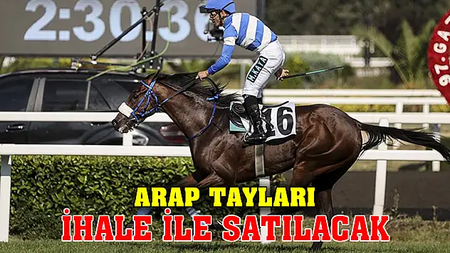 Arap tayları ihale ile satılacak