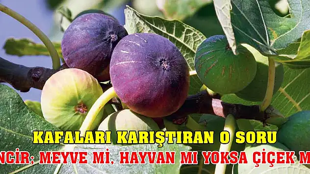 Kafaları karıştıran o soru! İncir meyve mi, hayvan mı yoksa çiçek mi?